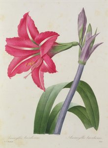 Amaryllis bresiliensis (brasiliansk amaryllis), graveret af Victor, fra 